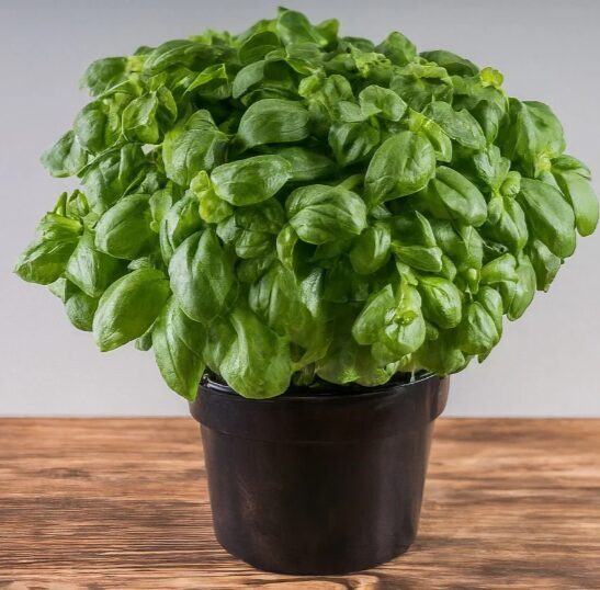 Baziliks 'Elidia'